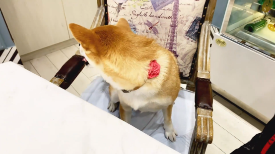 A站UP主长安一条柴，一人一犬探店美食