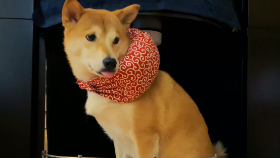 A站UP主长安一条柴，一人一犬探店美食