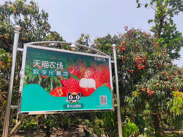 海口火山荔枝王预售首日 淘宝天猫荔枝热卖30万斤