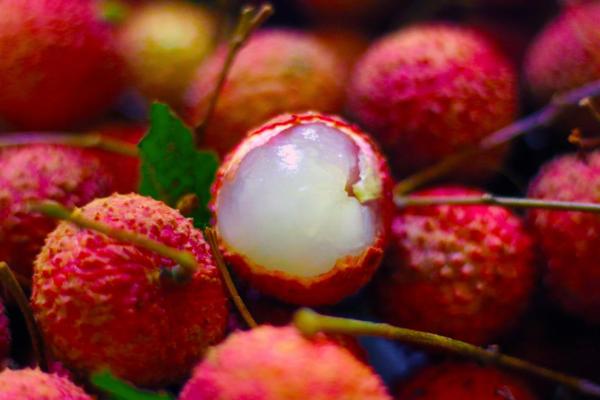  古今美女为何都爱吃荔枝蜜？颐寿园带你剖析答案