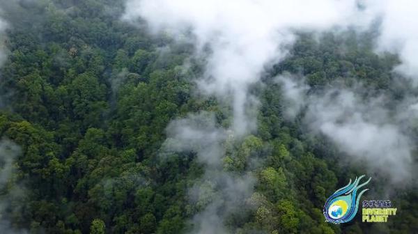 联合国COP15会徽设计方植物医生再添新作，践行公益助力生物多样性保护