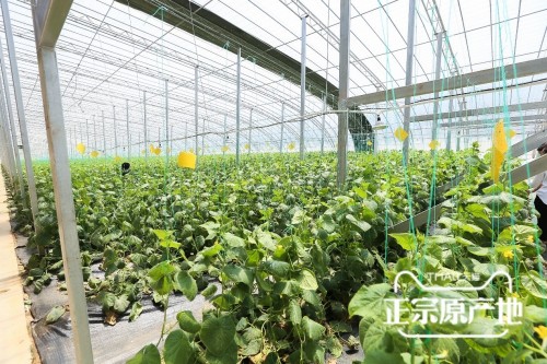 蔬菜种植走科技路线，天猫农场携手寿光蔬菜打造数字化基地