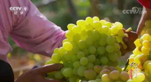 【微酒关注】央视纪录片《风华》，讲出了怎样的东方葡萄酒故事？