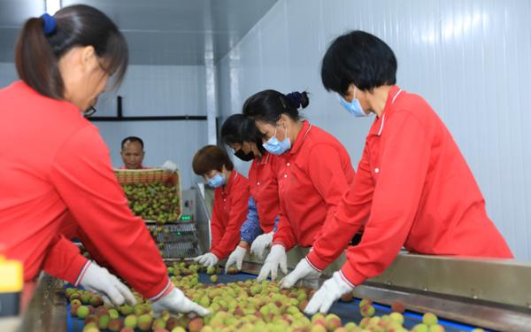 西丽果场荔枝节首摘仪式盛大启动，“南荔王荔所当然”广开销路