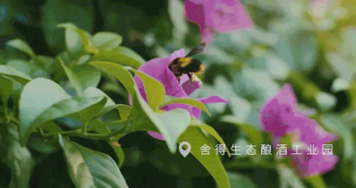 这竟然是白酒品牌?!百场直播集结超红阵容,年轻人:太潮了吧!
