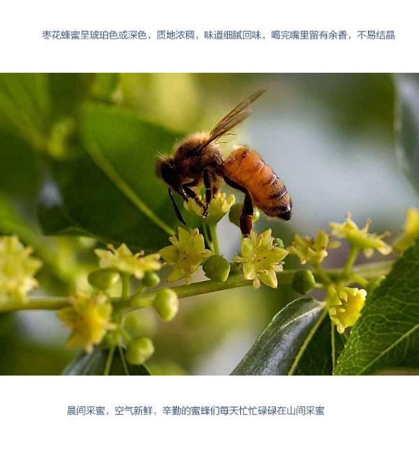 为什么说女人要多喝颐寿园枣花蜜？