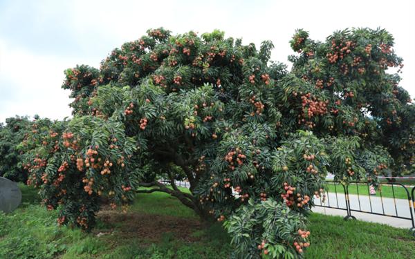 西丽果场荔枝节首摘仪式盛大启动，“南荔王荔所当然”广开销路