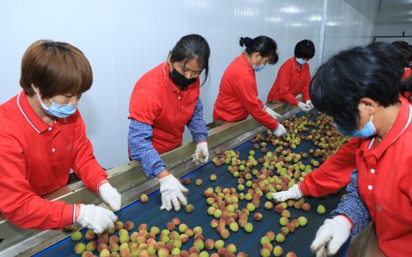 西丽果场荔枝节首摘仪式盛大启动，“南荔王荔所当然”广开销路