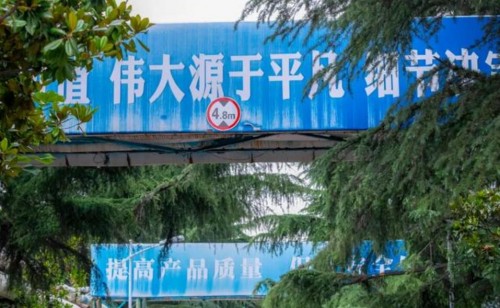 环保指向标丨鲁南制药厂的雪松喜结“天鹅蛋”
