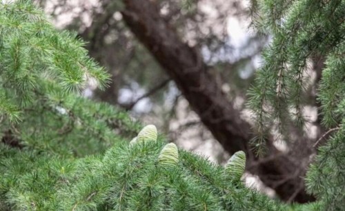 环保指向标丨鲁南制药厂的雪松喜结“天鹅蛋”