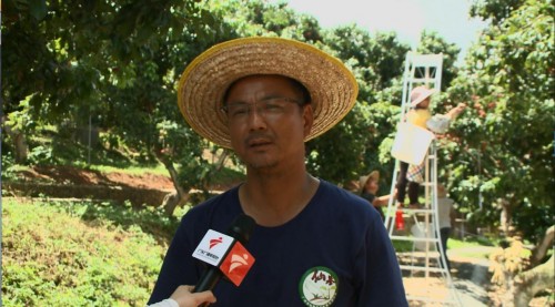 荔枝|最美的荔枝送给最美的人,万斤仙进奉荔枝赠抗疫英雄