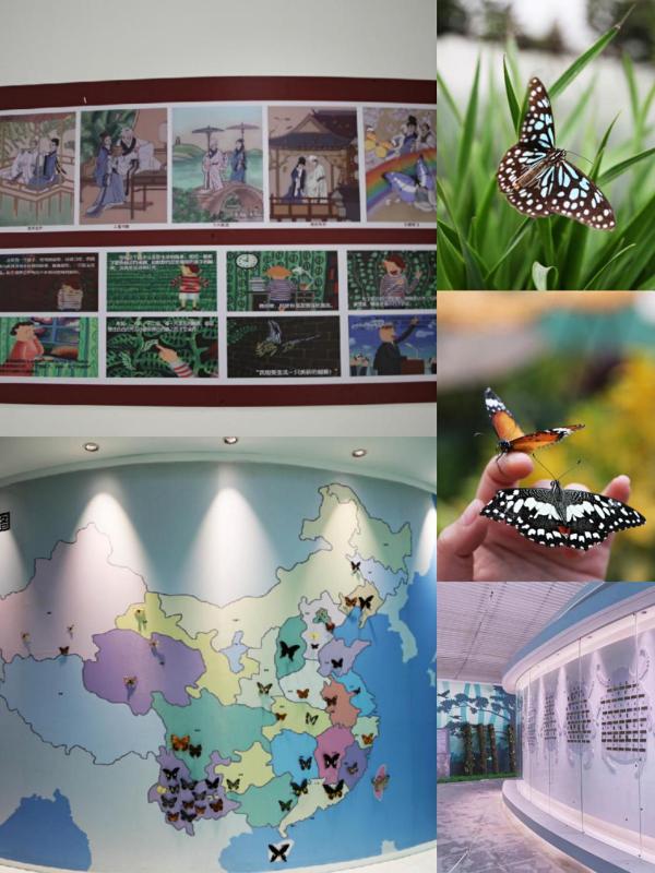 蝶入花海|蝶入花海·华丽绽放，北京国际鲜花港蝶·恋花馆魅力开馆