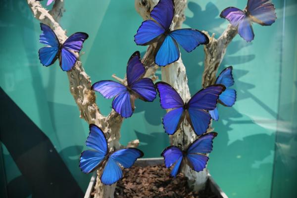 蝶入花海|蝶入花海·华丽绽放，北京国际鲜花港蝶·恋花馆魅力开馆