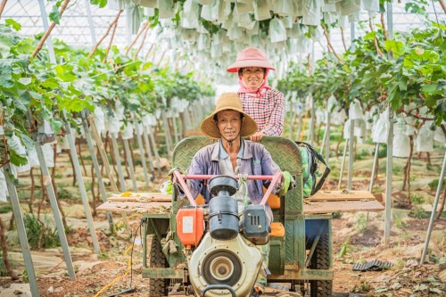 百果园猎果之旅走进云南 见证香风翡翠青提诞生