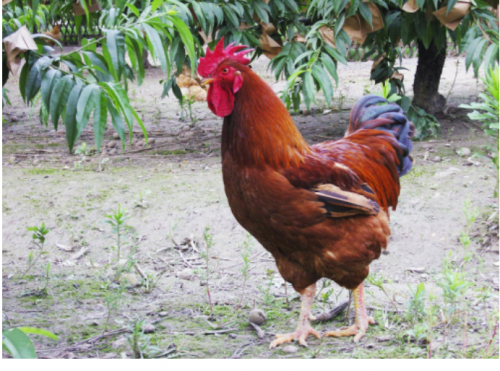 浦东鸡|浦东鸡将快步从后台走来、奔向前场！