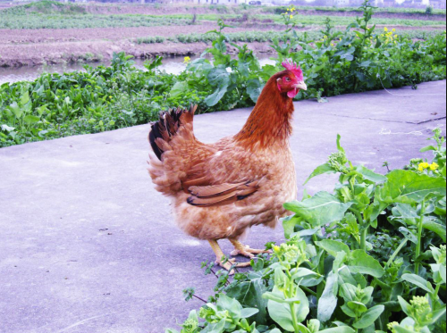 浦东鸡|浦东鸡将快步从后台走来、奔向前场！