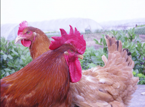 浦东鸡|浦东鸡将快步从后台走来、奔向前场！