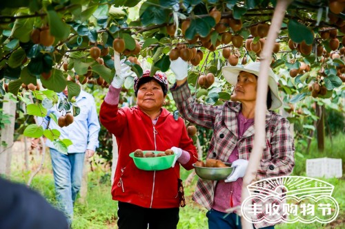 天猫正宗原产地牵手武功县发布果品严选标准，甜度最佳的猕猴桃“到手即食”