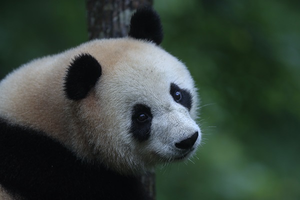 破圈合作|破圈合作新高度,佛坪熊猫谷与网易公司首次展开合作