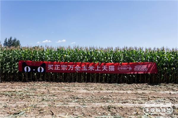 阿里丰收节花式带货万全鲜食玉米，销量增长已超100%