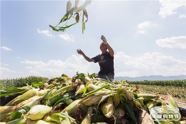 阿里丰收节花式带货万全鲜食玉米，销量增长已超100%