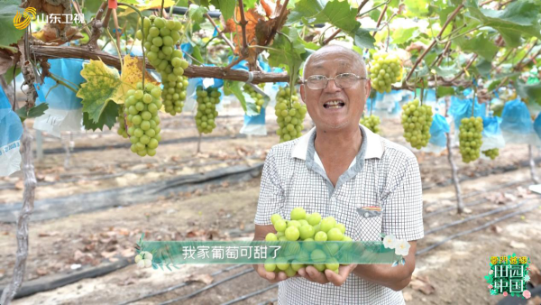 葡萄分等级、种植靠手机？《田园中国》走进洋河带你涨知识！