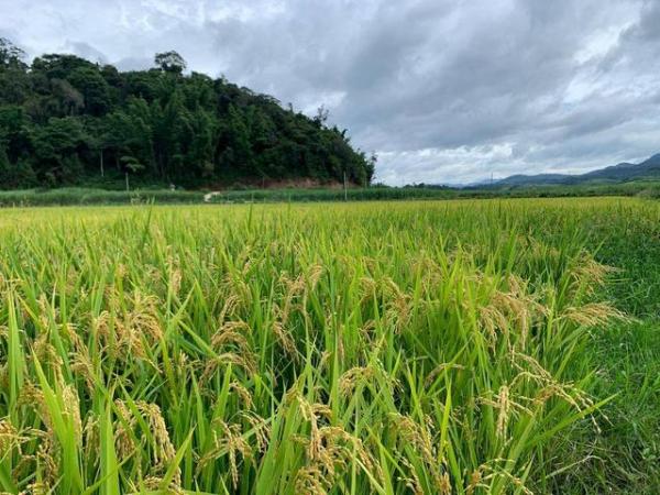 亚洲水稻发源地，傣王稻香米才是真正的好稻米