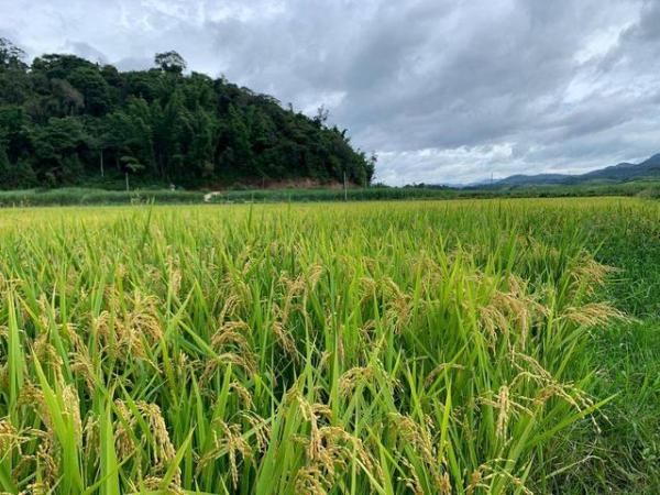 亚洲水稻发源地，傣王稻香米才是真正的好稻米