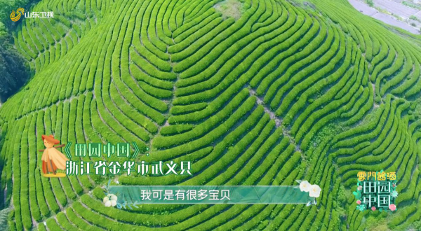 《田园中国》浙江省武义县：耶果外语对歌遭罚酒 吴思嘉婚服登场