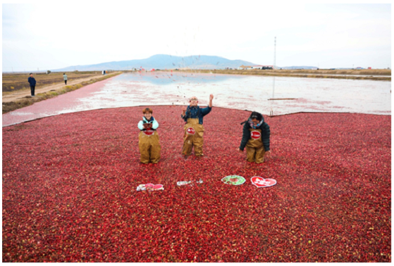 红海植业蔓越莓再丰收，携京东生鲜、CoCo都可启动健康水果消费时代