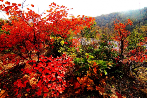 河南新安县荆紫仙山满山红叶，正式进入高峰观赏期，免门票进
