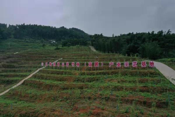 开“药方”，拔“穷根” 五粮液精准扶贫打出“组合拳”