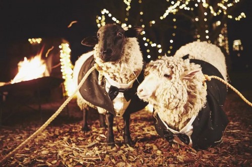 星野集团TOMAMU, 和装扮好的动物们一起享受“农场万圣节派对”