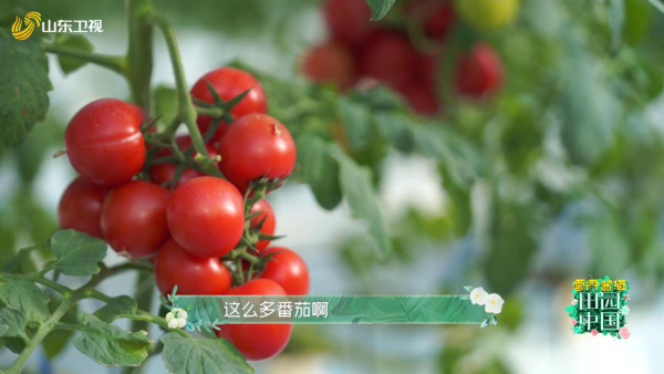 《田园中国》解锁“寿光速度” 1分钟卖出8256公斤蔬菜