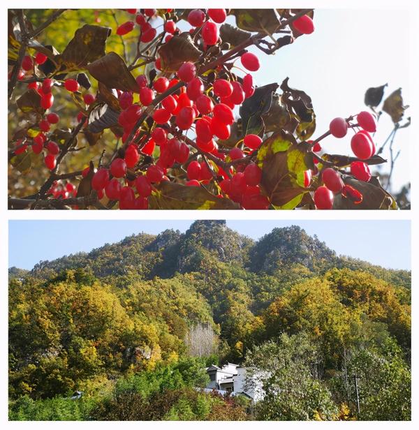 茱萸红、银杏黄直播对焦伏牛山，领略仲景宛西药材基地深秋之美