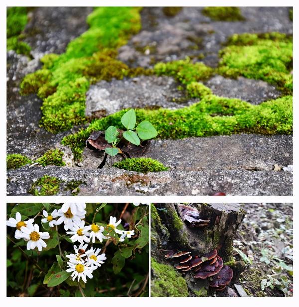茱萸红、银杏黄直播对焦伏牛山，领略仲景宛西药材基地深秋之美