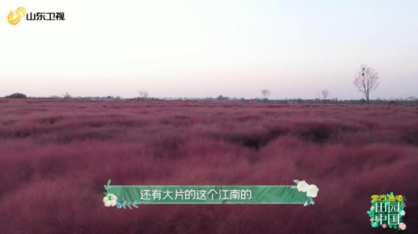 《田园中国》即墨龙泉邂逅香草花海 花饽饽成致富“金钥匙”