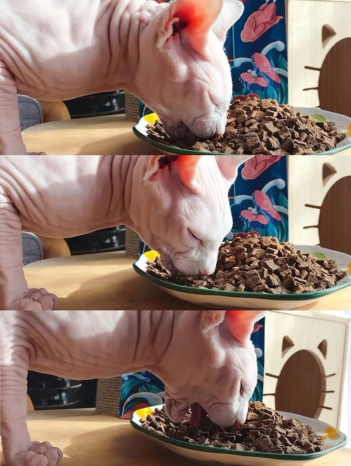 风干粮有没有必要买？豆柴告诉你不买才后悔！