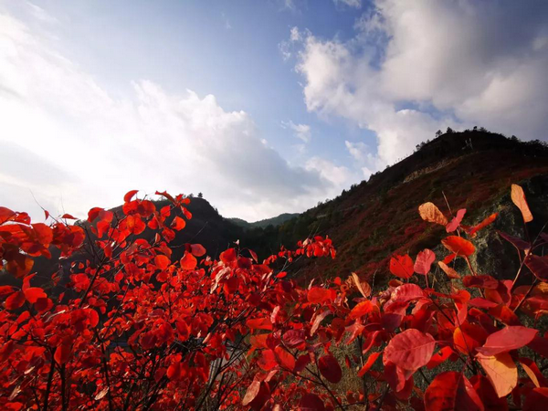 巫山11项活动助兴红叶节，13条线路尽赏红叶美景！