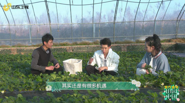 《田园中国》即墨龙泉邂逅香草花海 花饽饽成致富“金钥匙”