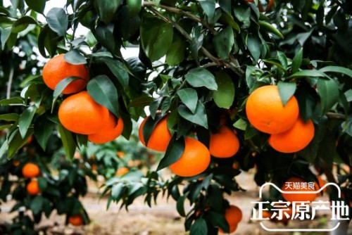 打造农产品数字化升级范本，象山红美人这样拥抱黑科技