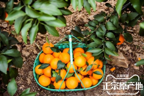 打造农产品数字化升级范本，象山红美人这样拥抱黑科技