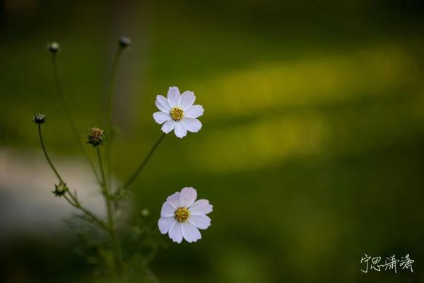 佳能RF卡口发展已过两年 再说为什么我推荐佳能全画幅微单