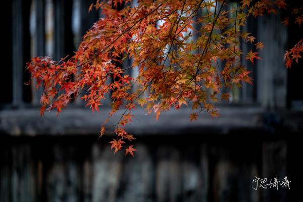 佳能RF卡口发展已过两年 再说为什么我推荐佳能全画幅微单