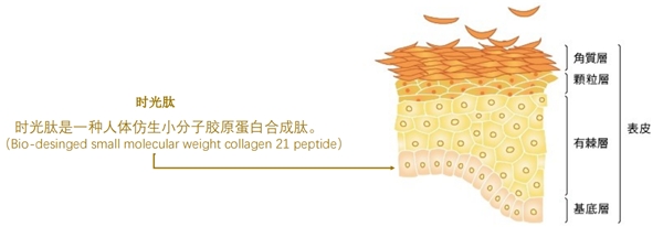 12.12， 科洱美×BOOM！FRESH！源自清华大学的科学范式护肤之美