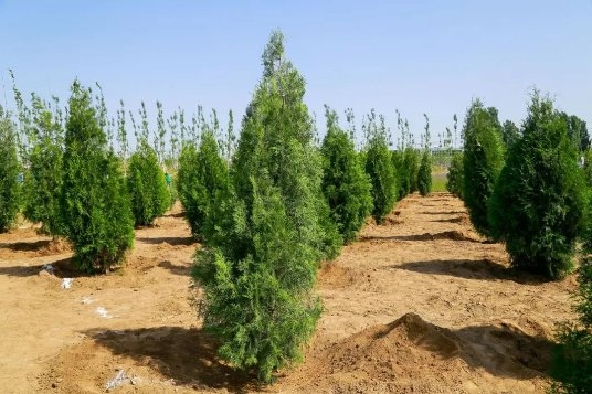  大自然地板获拓格奖最高等级A+认证，荣膺“严选绿色家居产品”