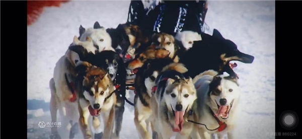 冰雪世界大冒险，《狗拉雪橇北极系列赛》直播首映，实力萌宠上线