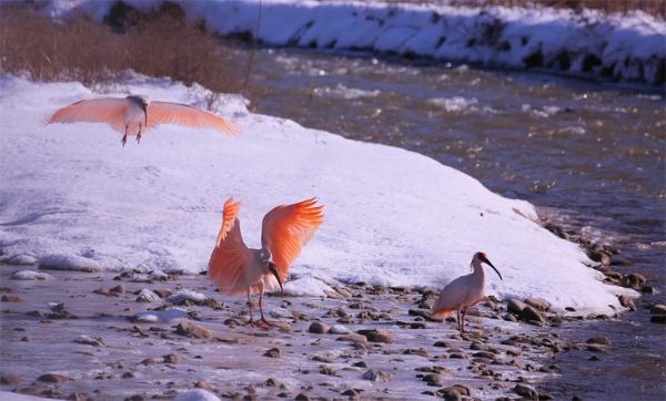  7年精心保护 “铜川籍”朱鹮数量已增加到105只