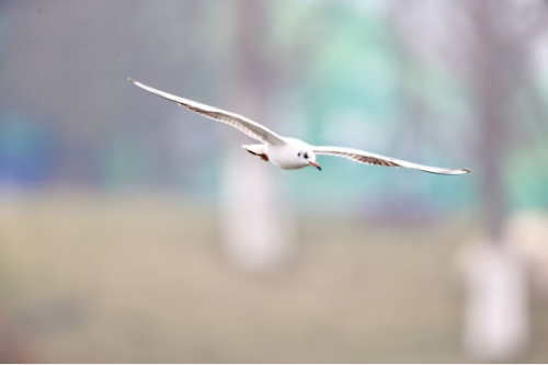 速来看大片！“2020西咸新区能源金贸区冬日观鸟摄影之旅”活动成功举行