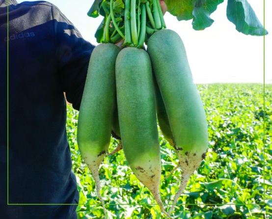 每周500吨寿光蔬菜 将通过苏宁销往全国